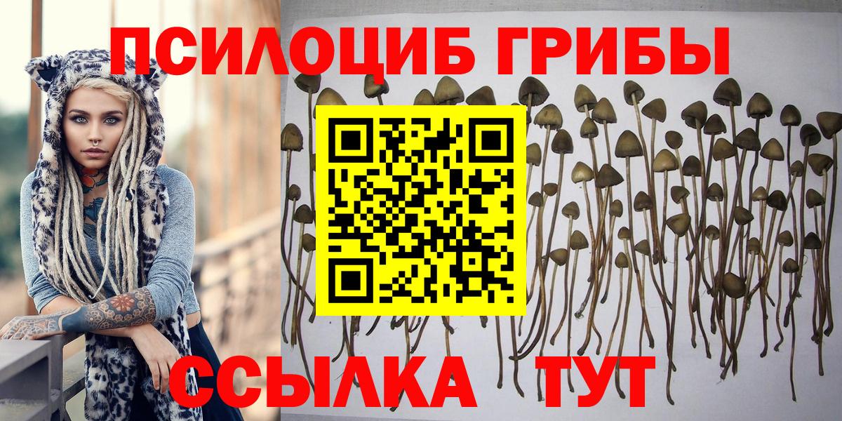Сухой Лог  где продают наркотики  Галлюциногенные грибы Cubensis  Вход с VPN  Псилоцибиновые грибы Psilocybine cubensis 