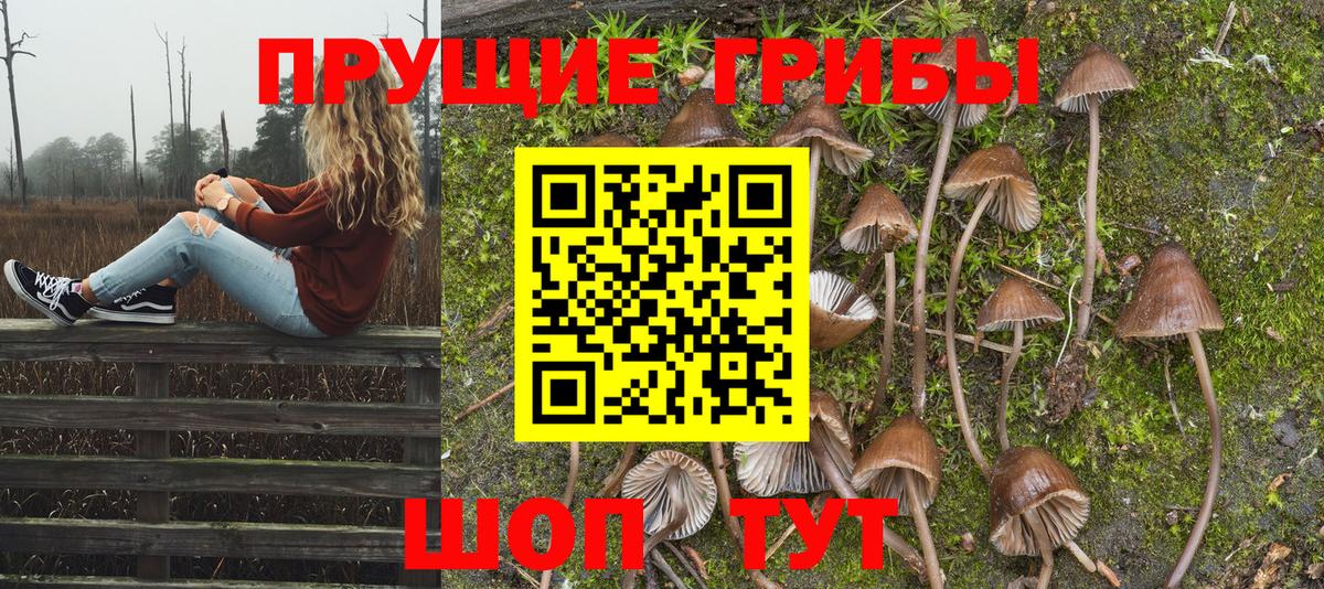 Галлюциногенные грибы Psilocybe Сухой Лог